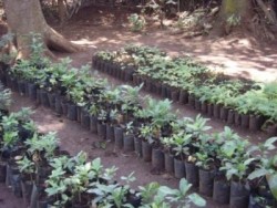 Seedlings for sale at Tanzanian forest tree nursery