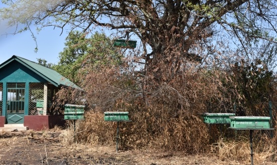 Beehives in Tanzania