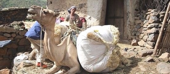 Farm Africa - Female farmer with camel in Tigray, Ethiopia