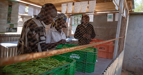 French beans are taken to a central collection point where they are graded, sorted and packed