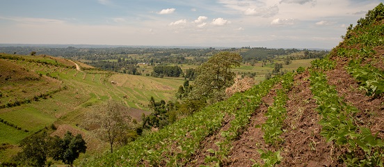 A steep hillside where Lucy grows French beans.