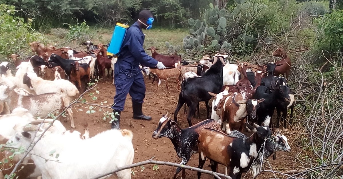 Supporting Ugandan women to keep goats healthy through COVID-19 ...