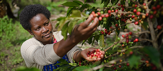 Patience is taking part in Farm Africa’s coffee project in Kanungu in western Uganda. Photo: Farm Africa / Jjumba Martin. 