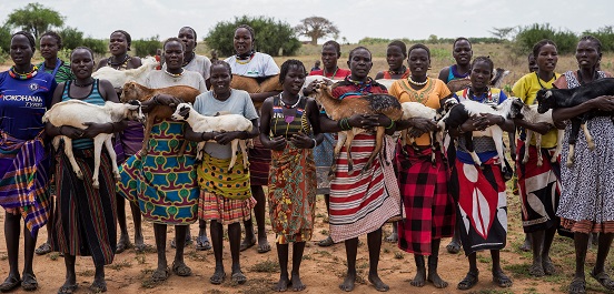 A women's livestock group with their goats in Karamoja, Uganda.