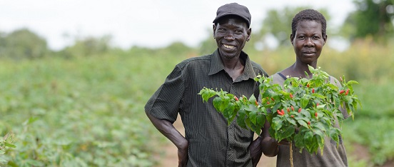 Two farmers in Lira Uganda holding a chilli plant