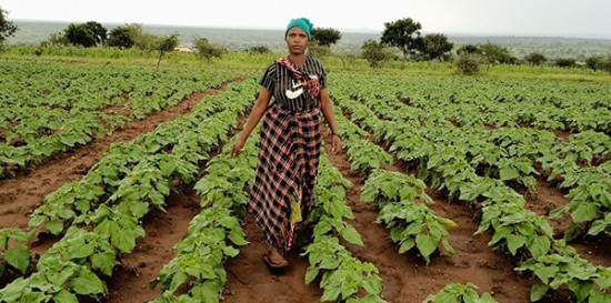 Sunflowers are empowering female farmers in Tanzania - Latest news from ...