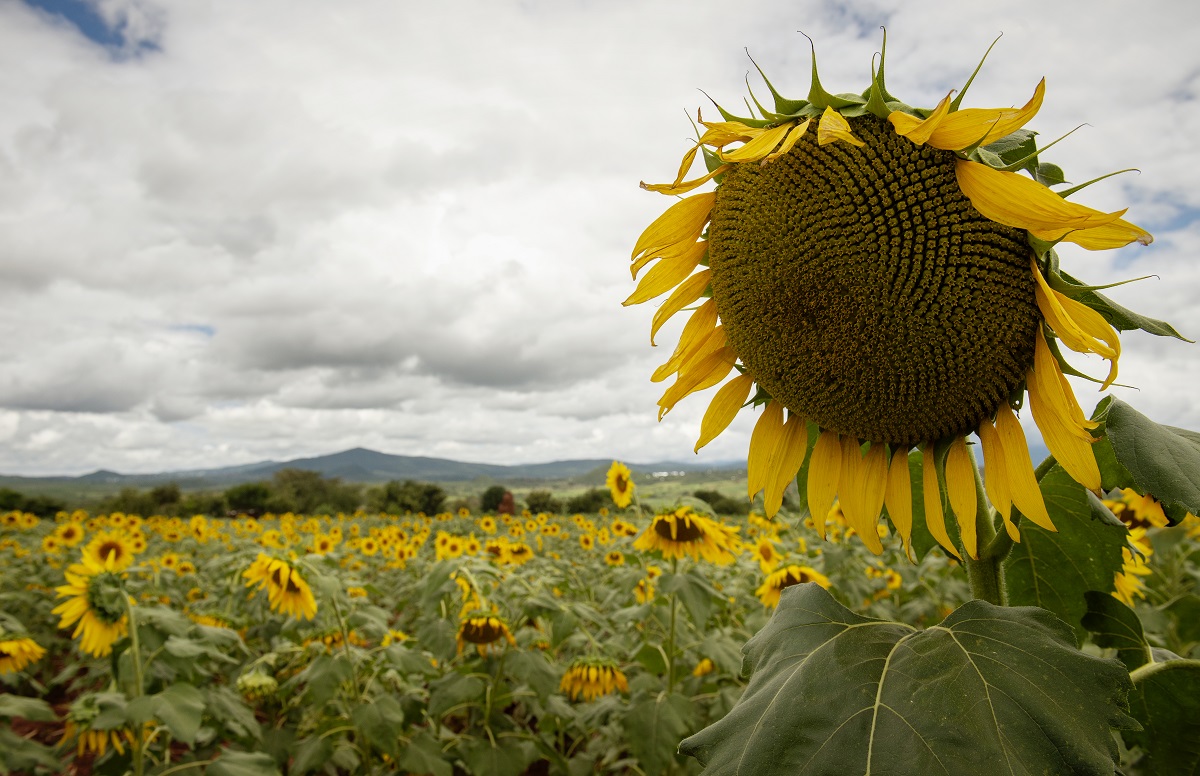 increasing-access-to-sunflower-seed-in-tanzania-latest-news-from-farm