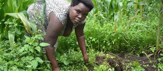 Postcard from Uganda - Amazing maize - Blogs - Farm Africa