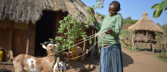 Thousands of Ugandan and Ethiopian women receive goats - Latest news ...