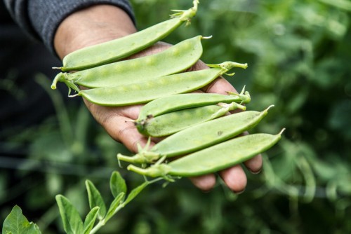 Pea Harvester Youth groups make huge returns from snow peas harvest 