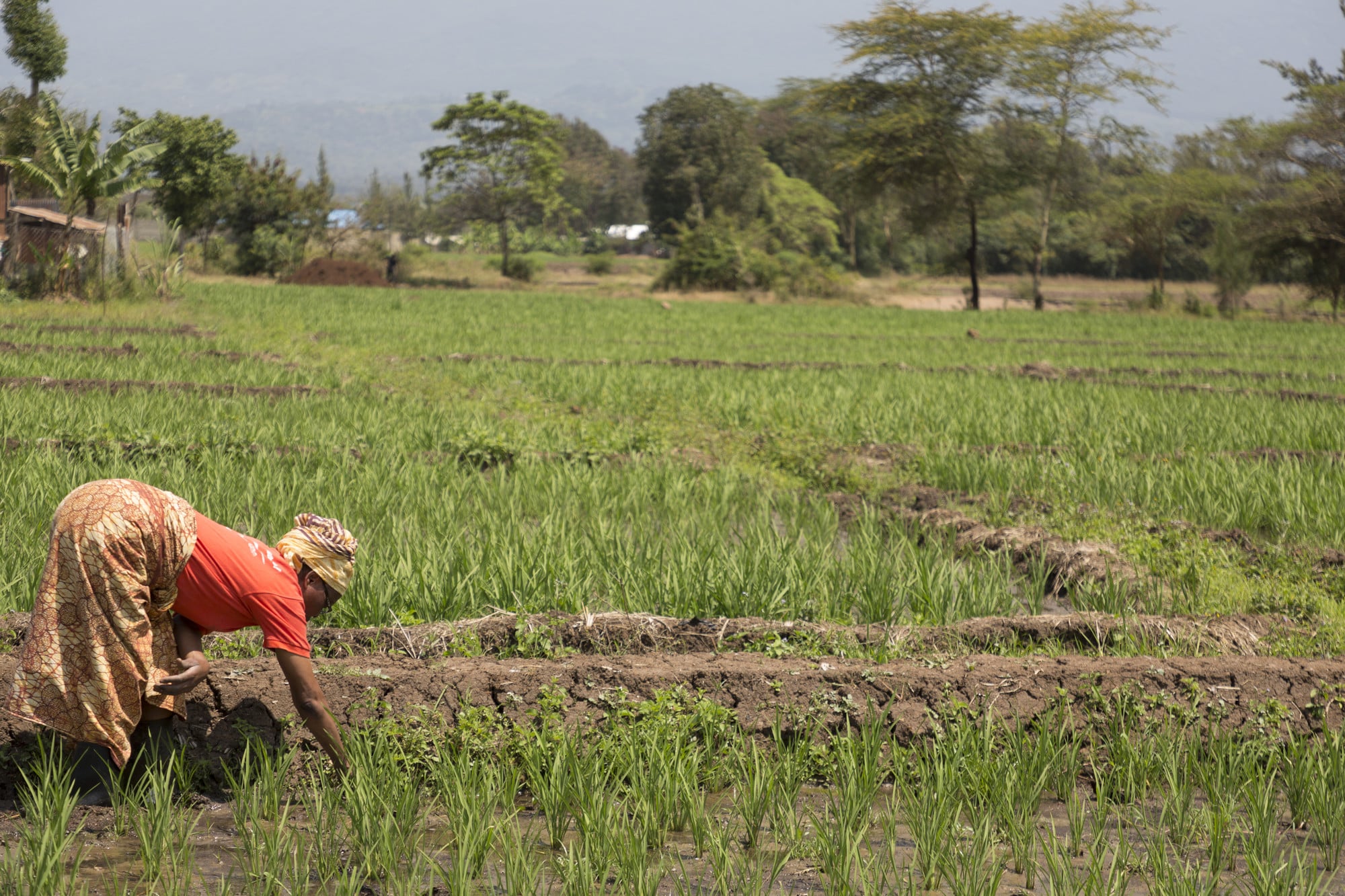 Photo: Farm Africa / Jon Spaull