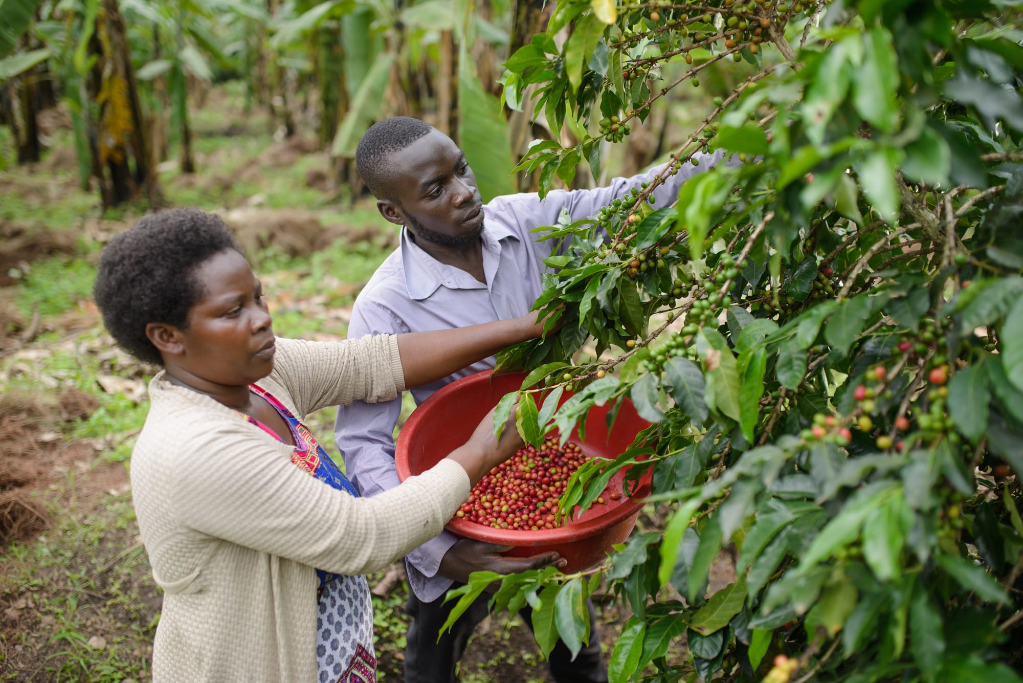 Photo: Farm Africa / Jjumba Martin