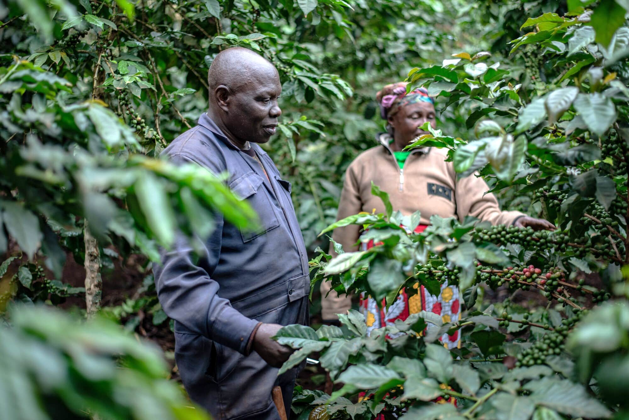 Photo: Farm Africa/Brian Ongoro