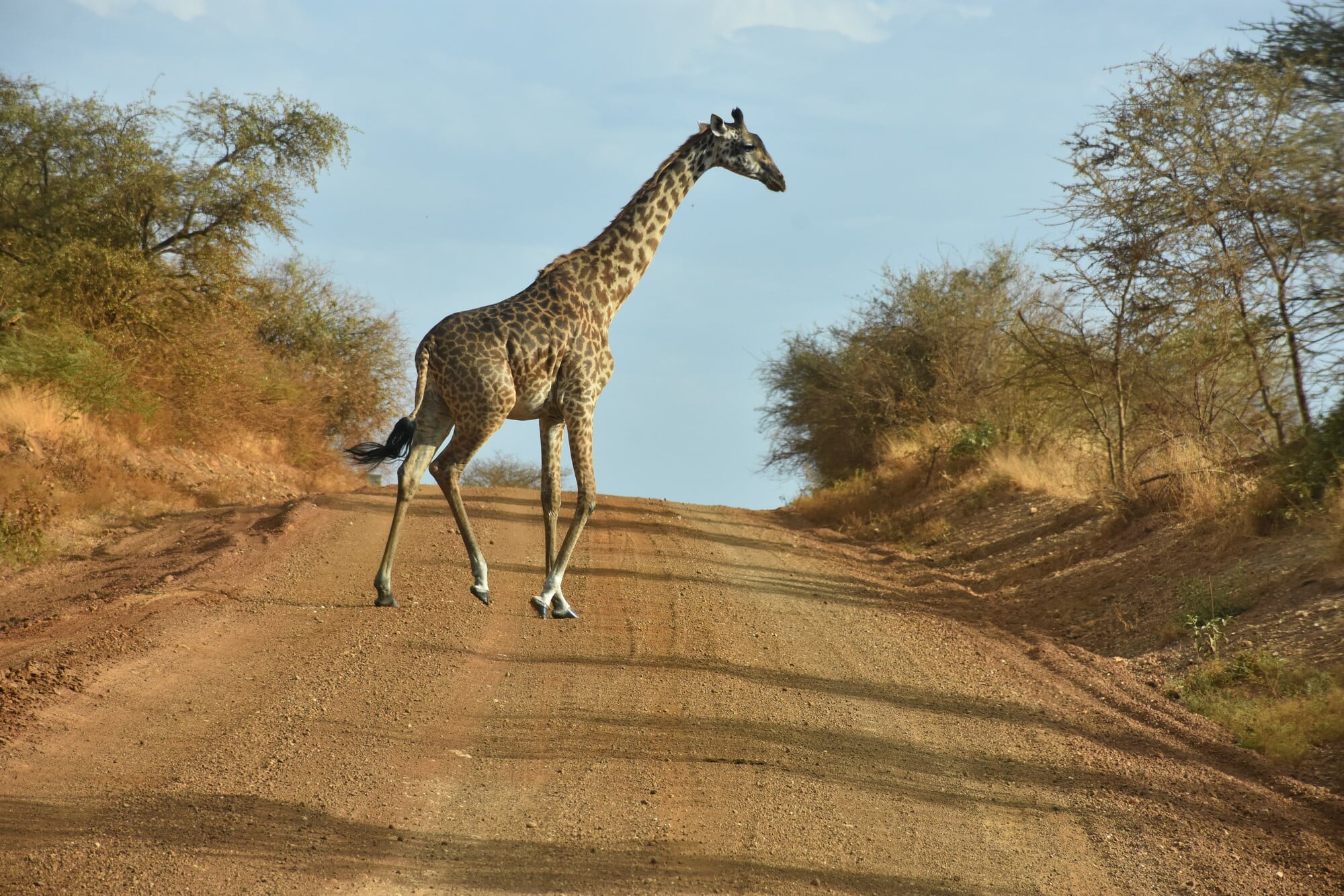 Giraffe in the Serengeti National Park, Tanzania.