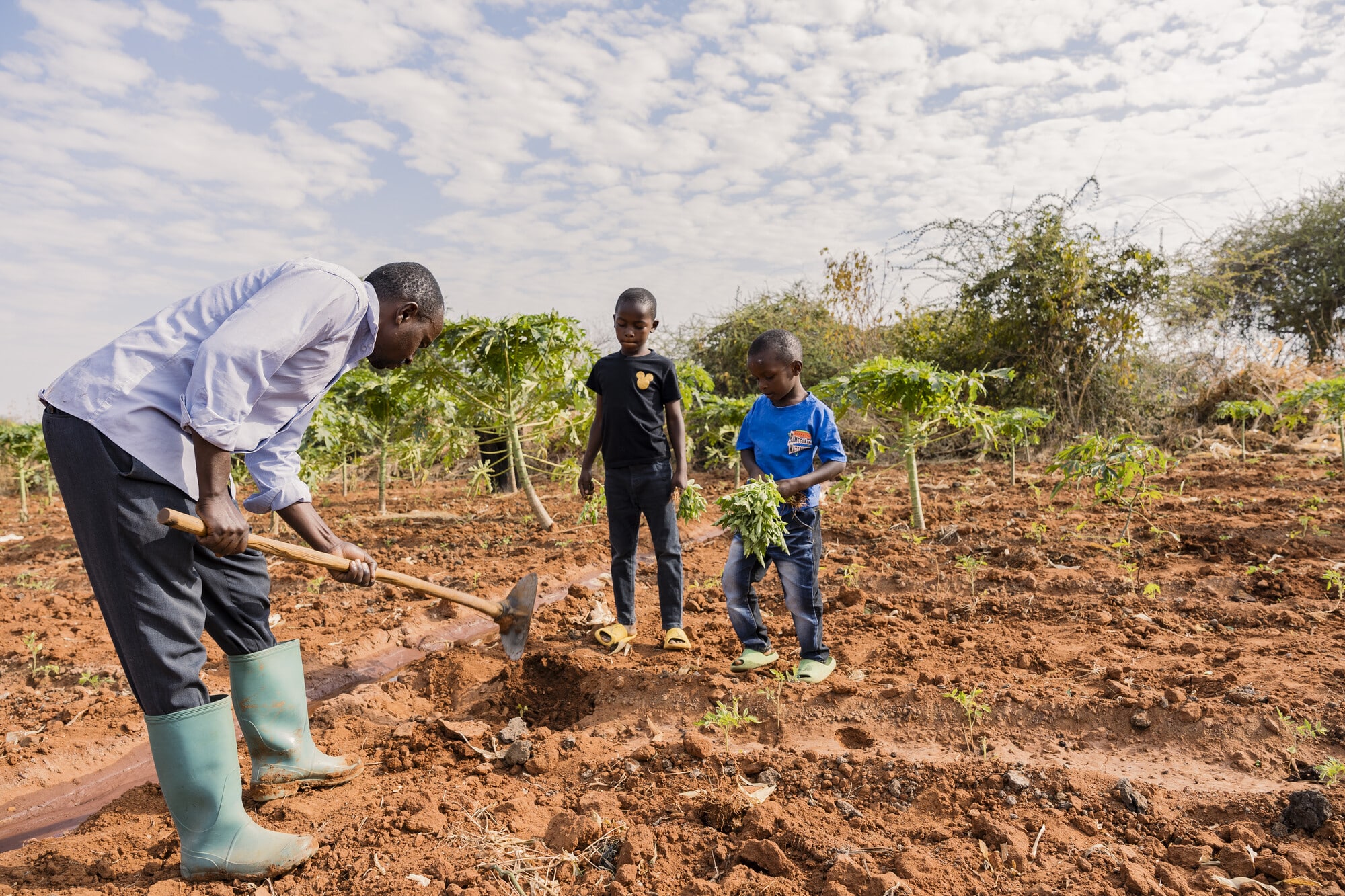 Alex Laswai and his Sons Barak and Bariki working on his farm at his home in Chikopelo, Bahi District, Dodoma. He engages in farming vegetables as an off-season activity. Photo: Michael Goima