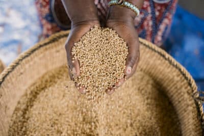 Elizabeth cleans and sorts the sorghum-quality declared seeds. Photo: Michael Goima.