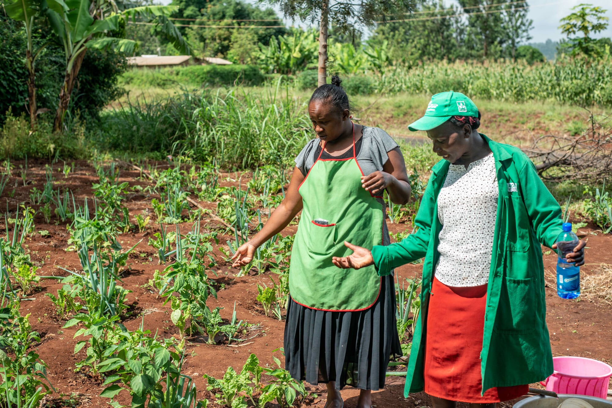 Grace Muthoni(L) explains to Juliet Muthoni(R) how she used advice from the regenerative agriculture project to plant vegetables at her farm in Embu, Kenya on 15 January 2024.Farm Africas Regenerative Agriculture Project in Embu and Tharaka Nithi, Kenya supports farmers to adopt Regenerative Agricultural practices to boost their productivity, climate resilience, food security and incomes. Photo: Farm Africa / Arete.