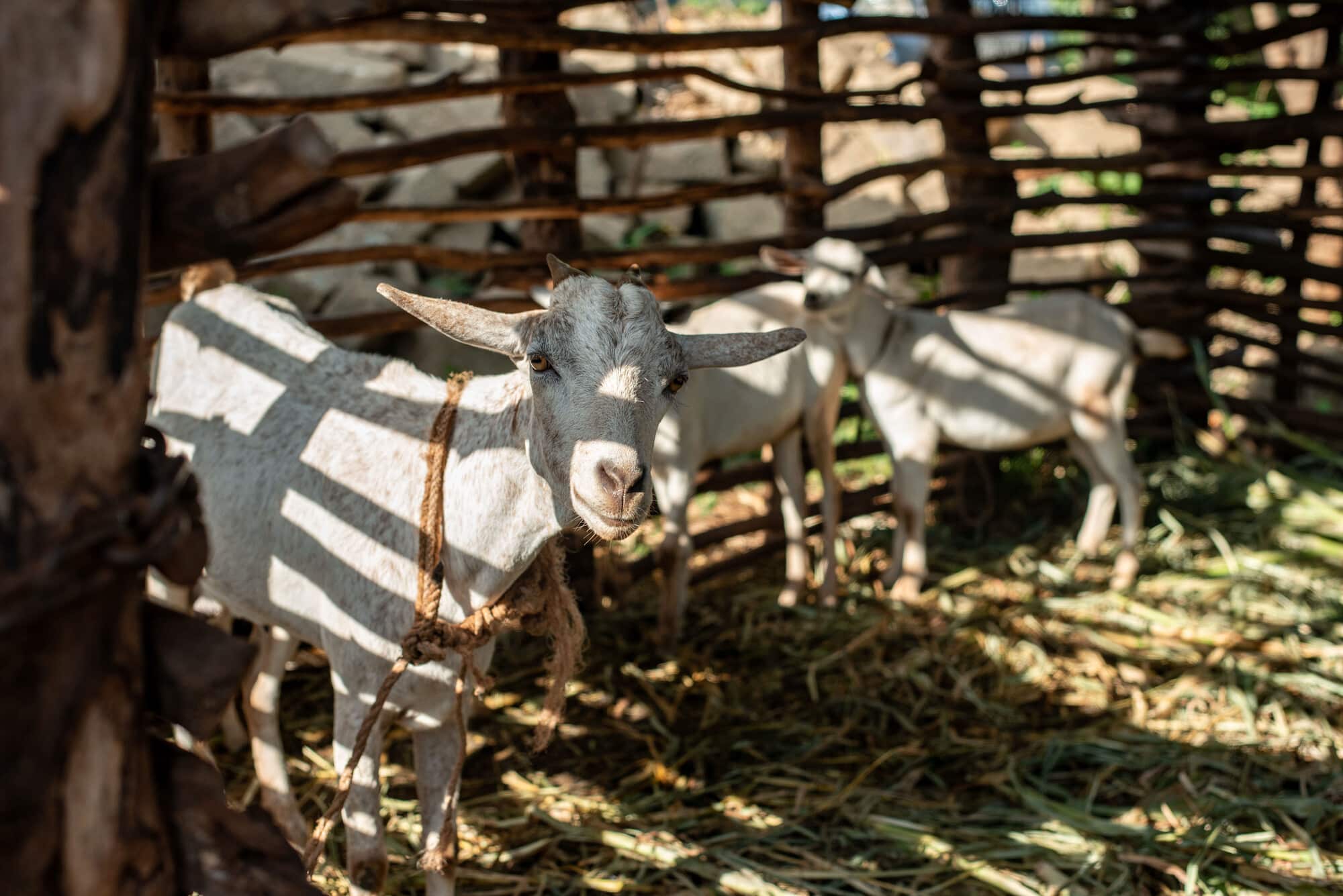 Photo: Farm Africa / Arete