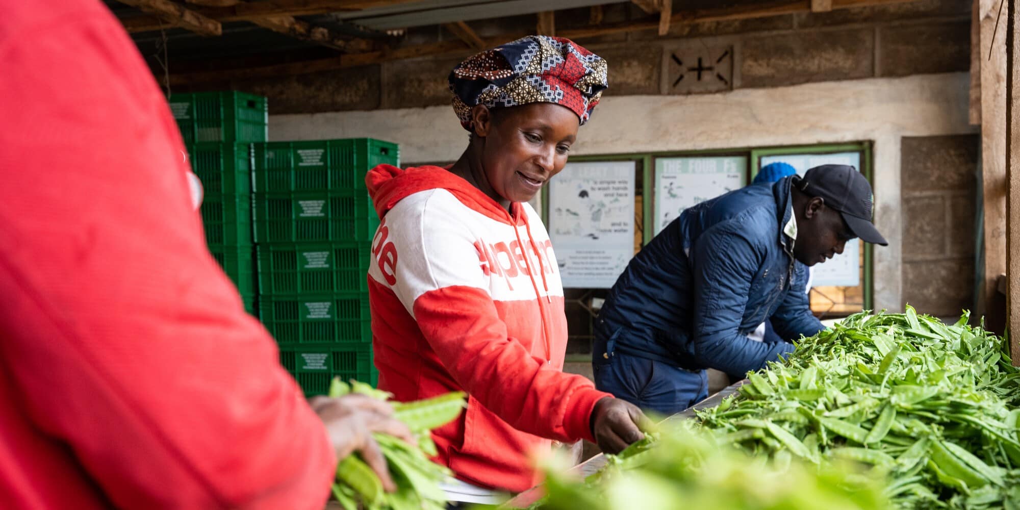 Smallholder farmer Lucy Kagendo Murega sorts green beans at a collection centre in Timau, Kenya.