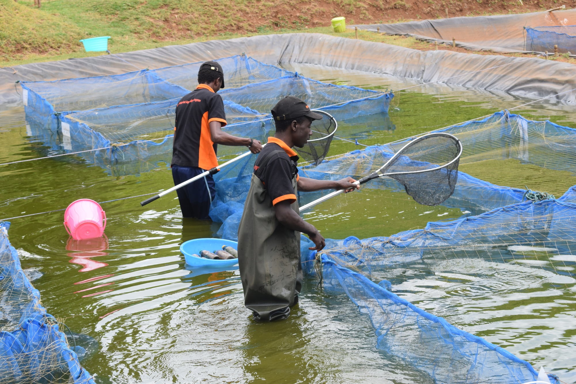 Sampling fish in Karatina, Kenya.