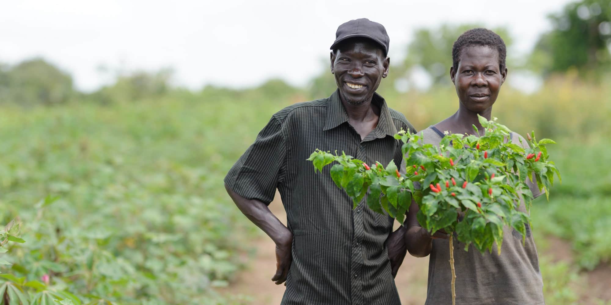 Chilli farmers working in Lira in northern Uganda.