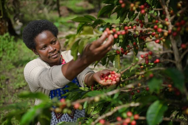 Photo credit: Farm Africa/Jjumba Martin