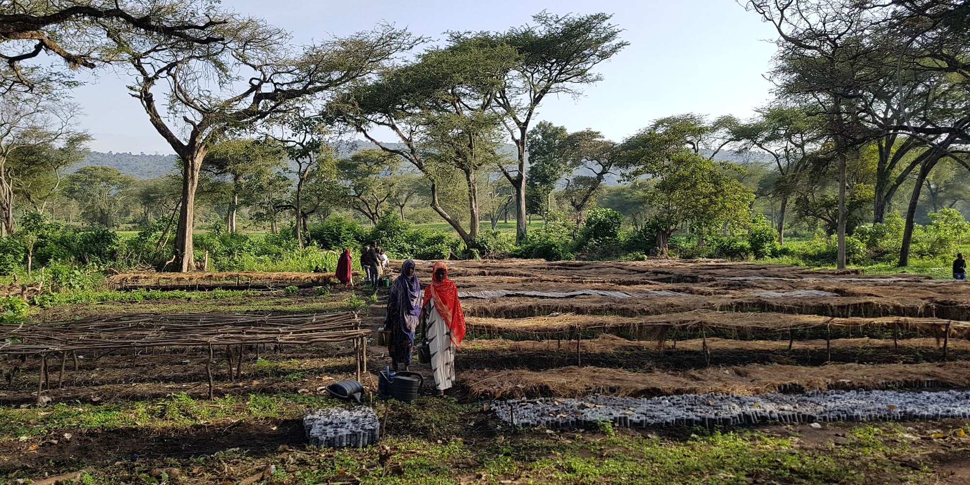 Women walking among seedlings in a nursery supported by Farm Africa in the Bale Eco-region of Ethiopia.