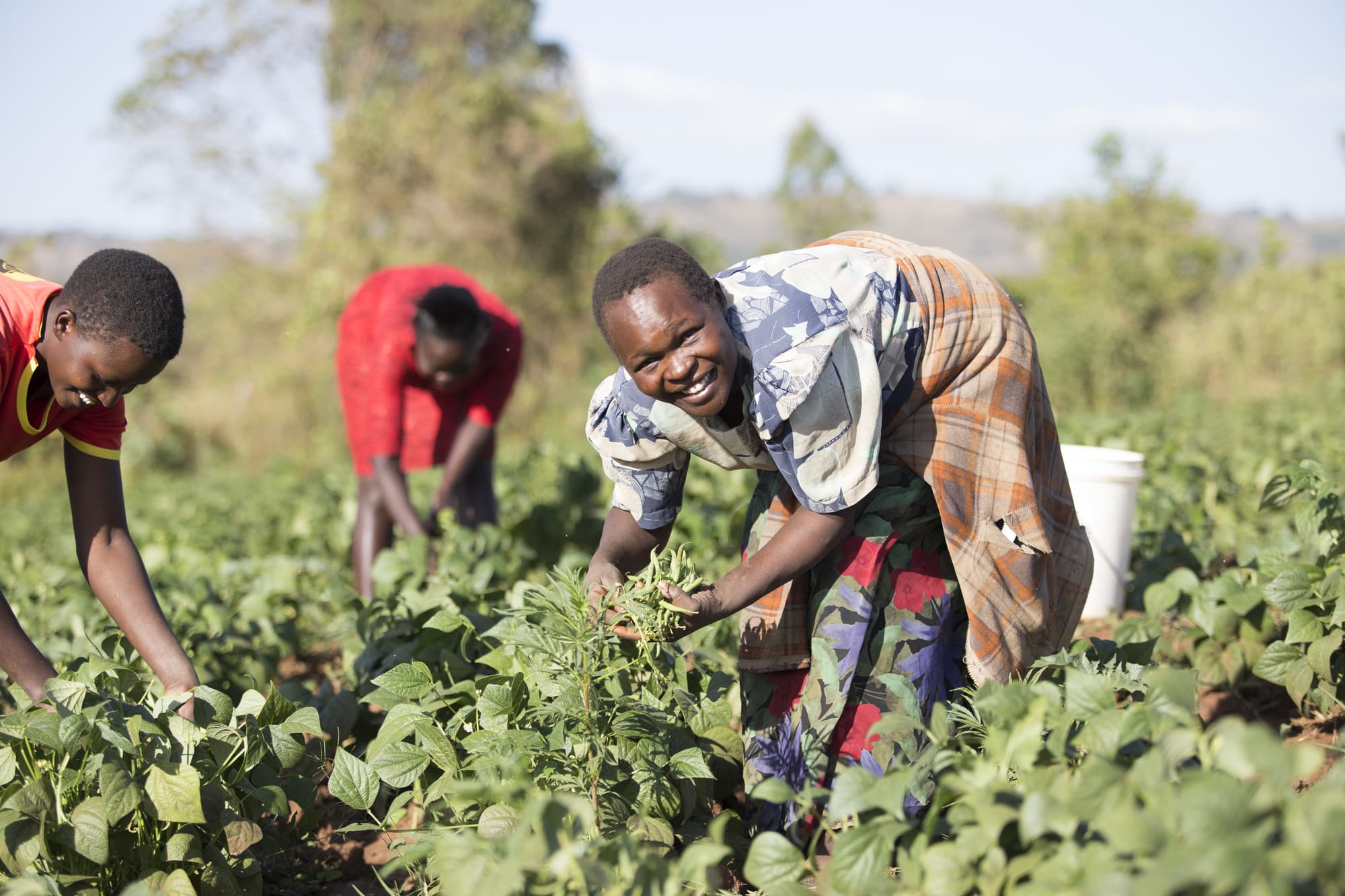 French beans being harvested as part of Farm Africa's Growing Futures horticulture project in western Kenya.