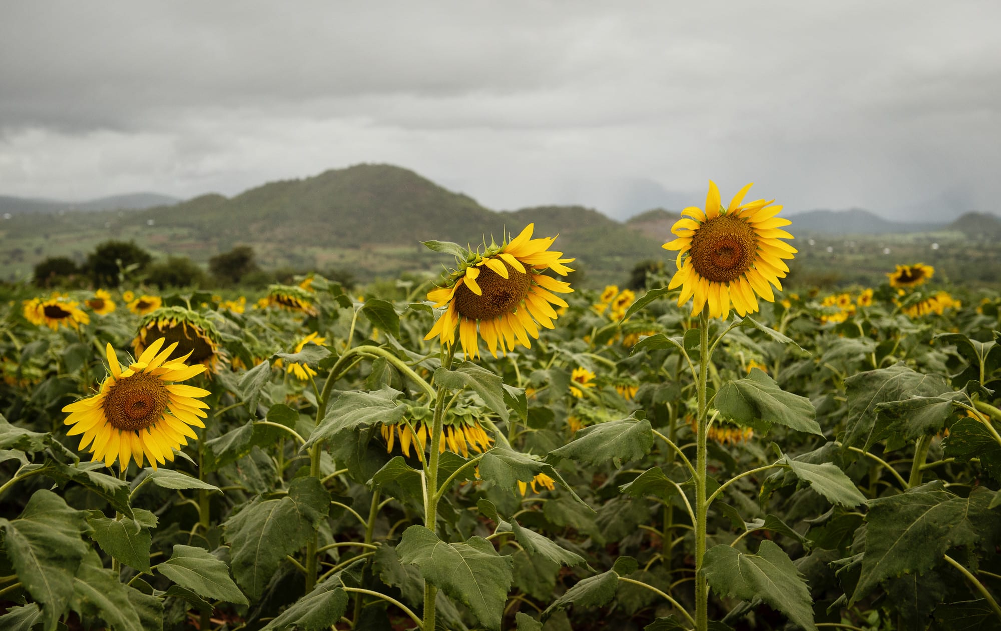 Farm Africa / Eliza Powell