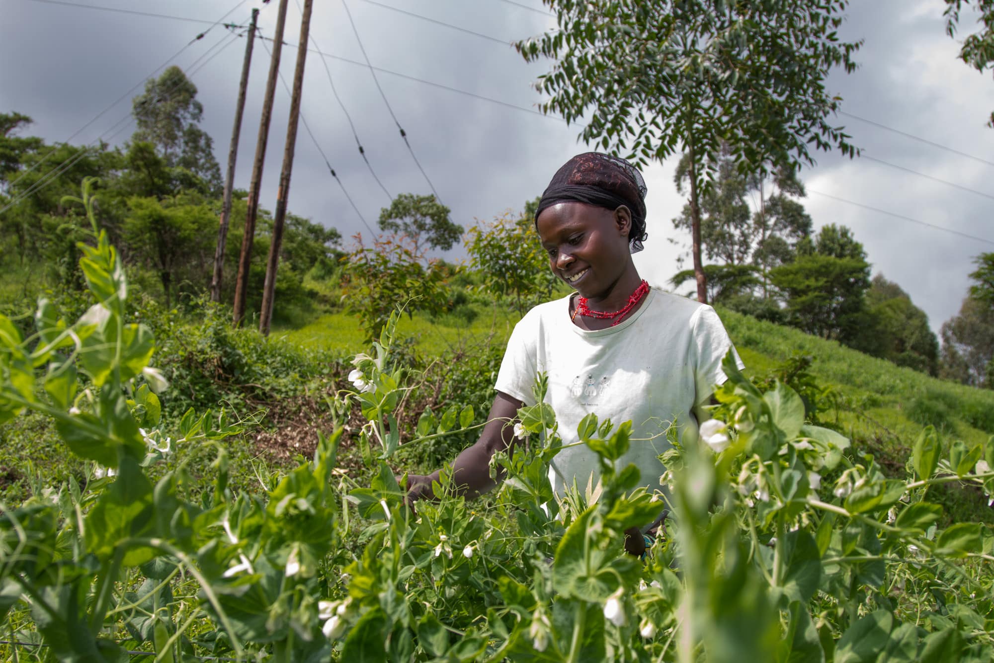 A female farmer harvesting snow peas in Kenya.