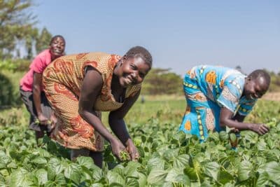 French beans being harvested as part of a Farm Africa horticulture project in western Kenya.