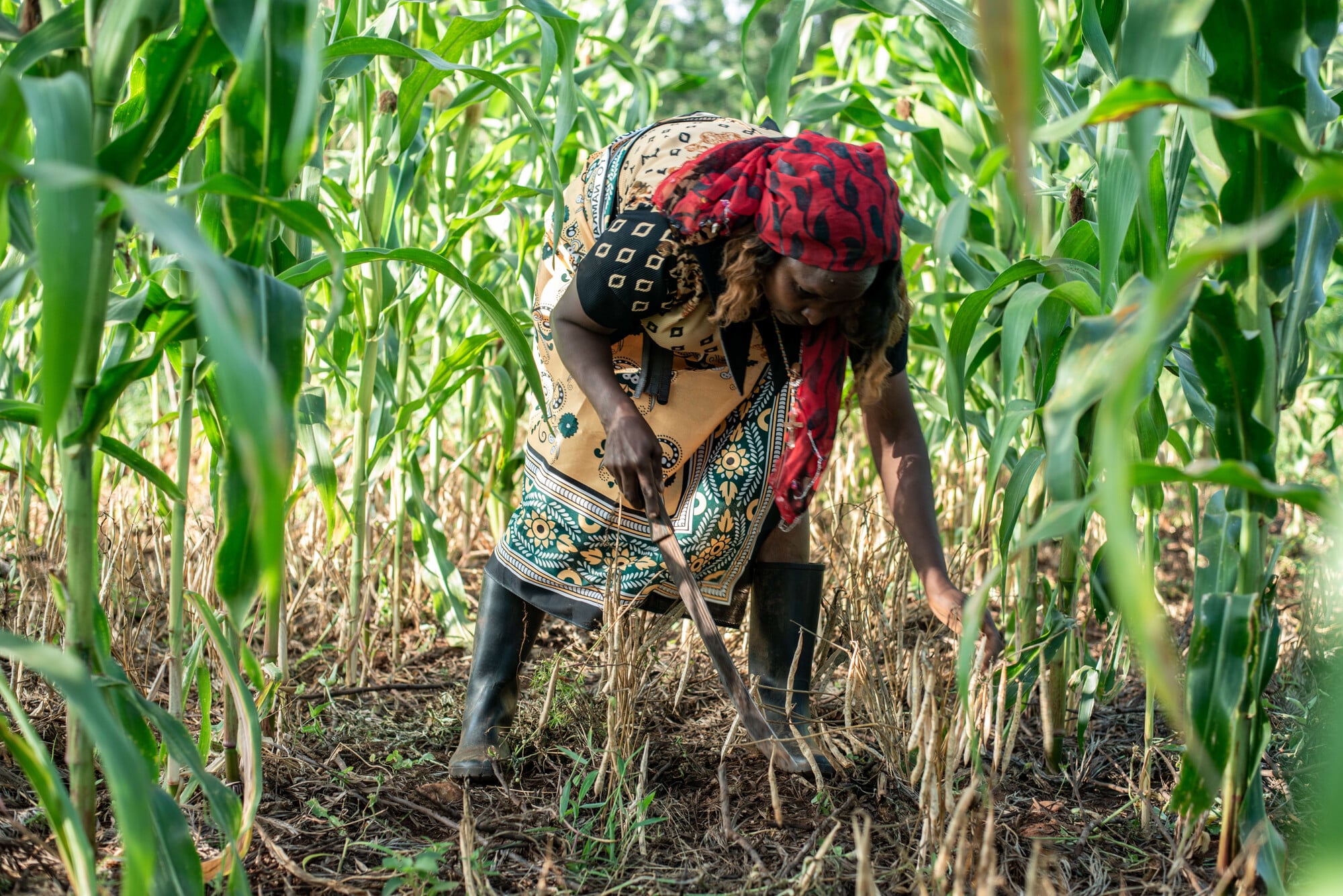 Photo: Farm Africa / Arete