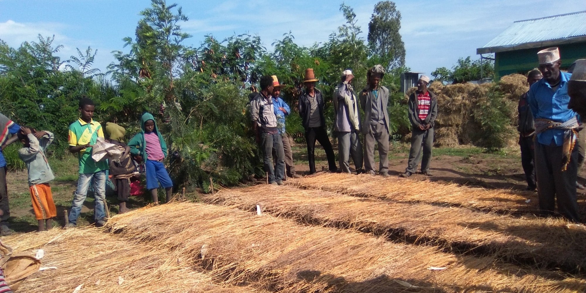 Farmers in Ethiopia protect their hot pepper crops with mulch.