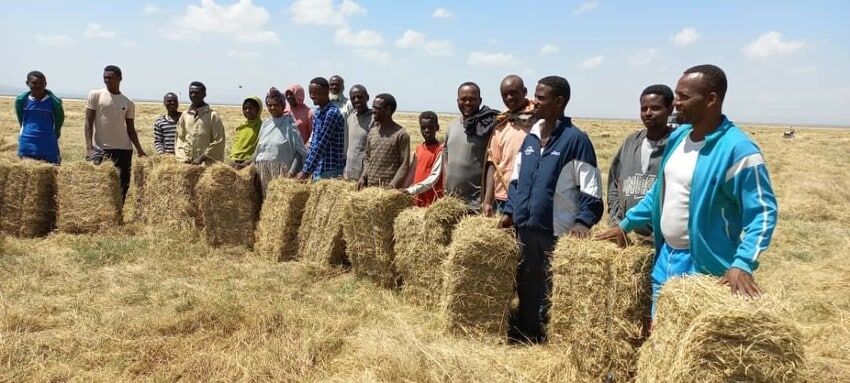 A farmers' cooperative with in Ethiopia with hay harvested from restored rangelands.