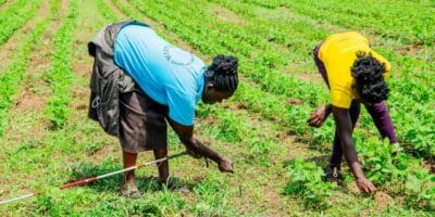 two women working in a soybean field in rural Kenya