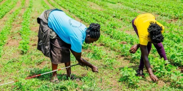 Farm Africa - Sustainable Farming is the Answer