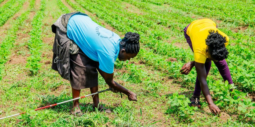 two women working in a soybean field in rural Kenya