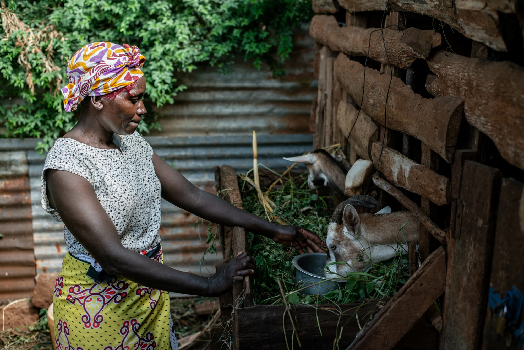 Kenyan smallholder farmer Juliet Muthoni feeding her goats.